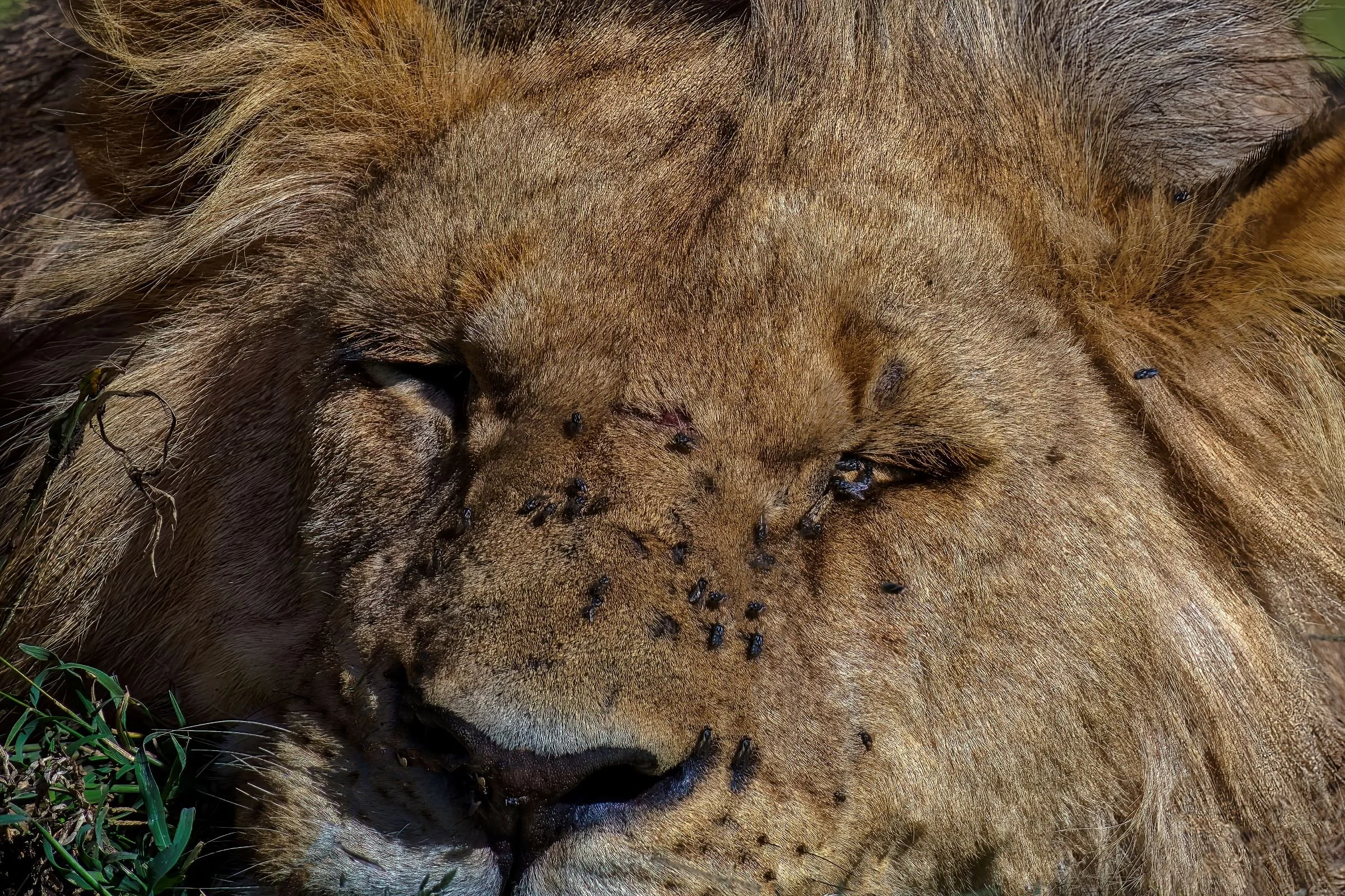 _8502301-DeNoiseAI-raw-SAI-Focus-Edit (1).jpg