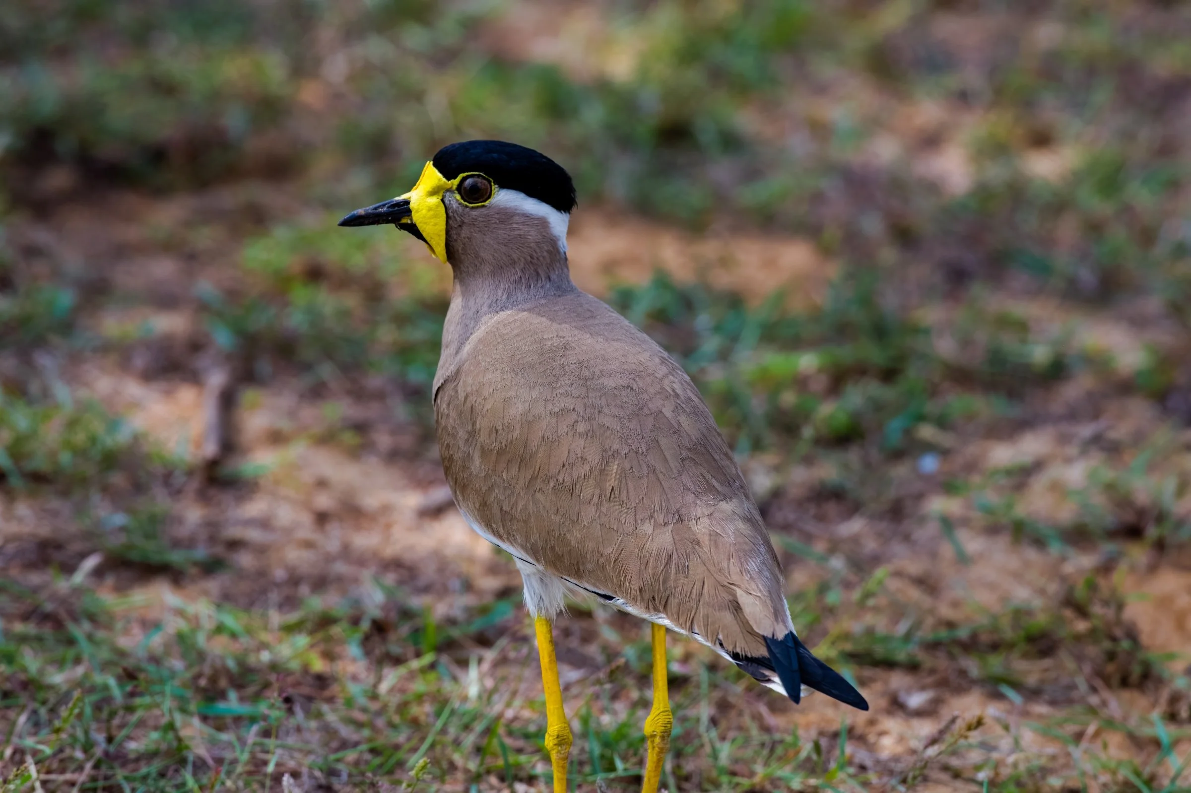 Yellow-wattled Lapwing
