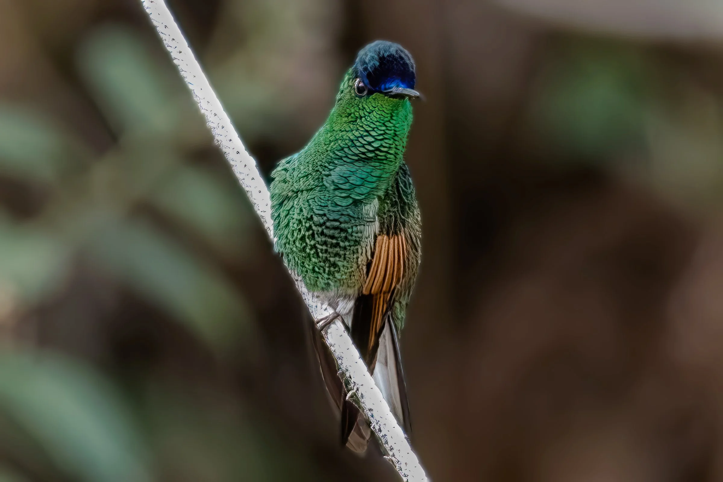 Blue-capped Hummingbird