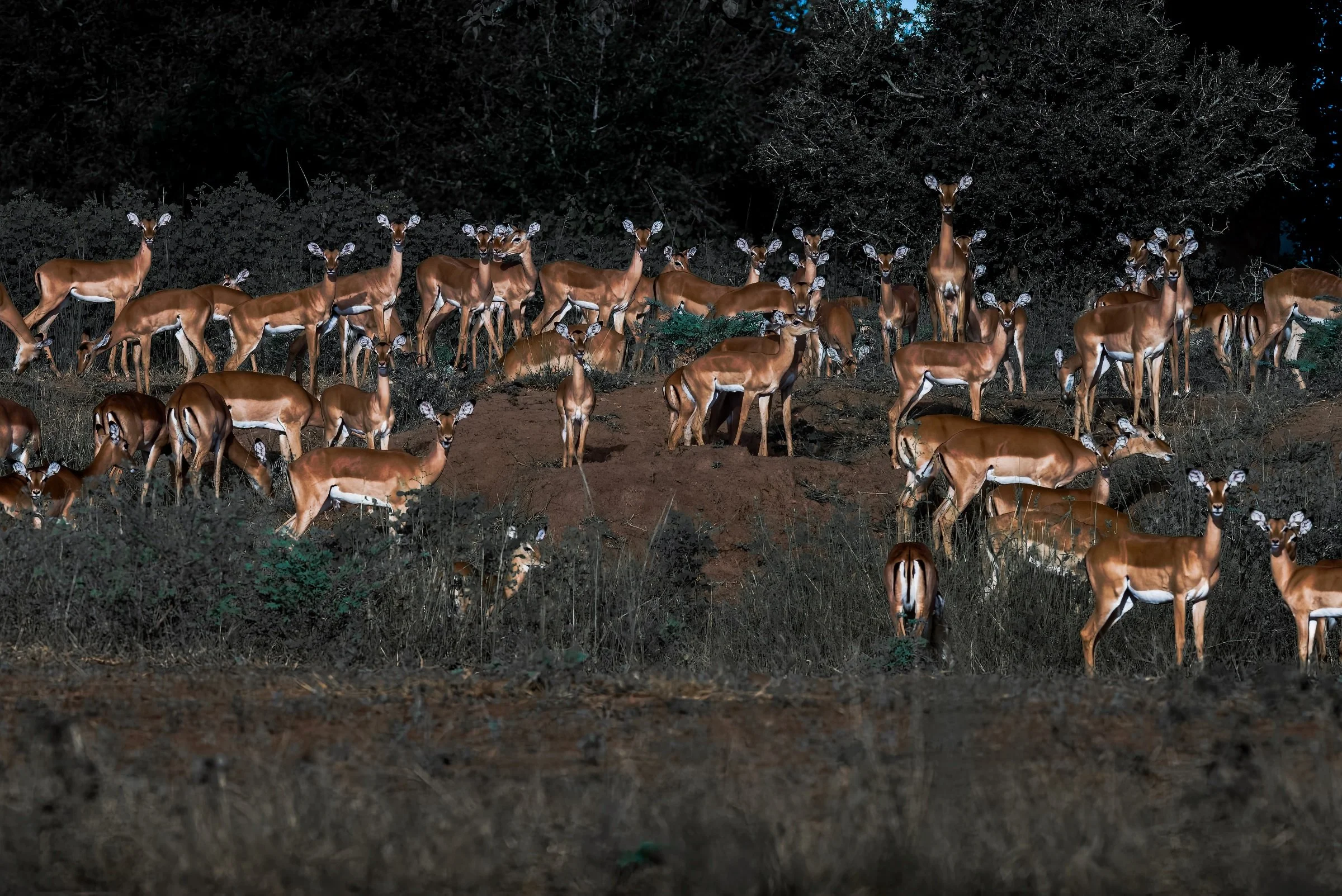 Waterbucks, Females