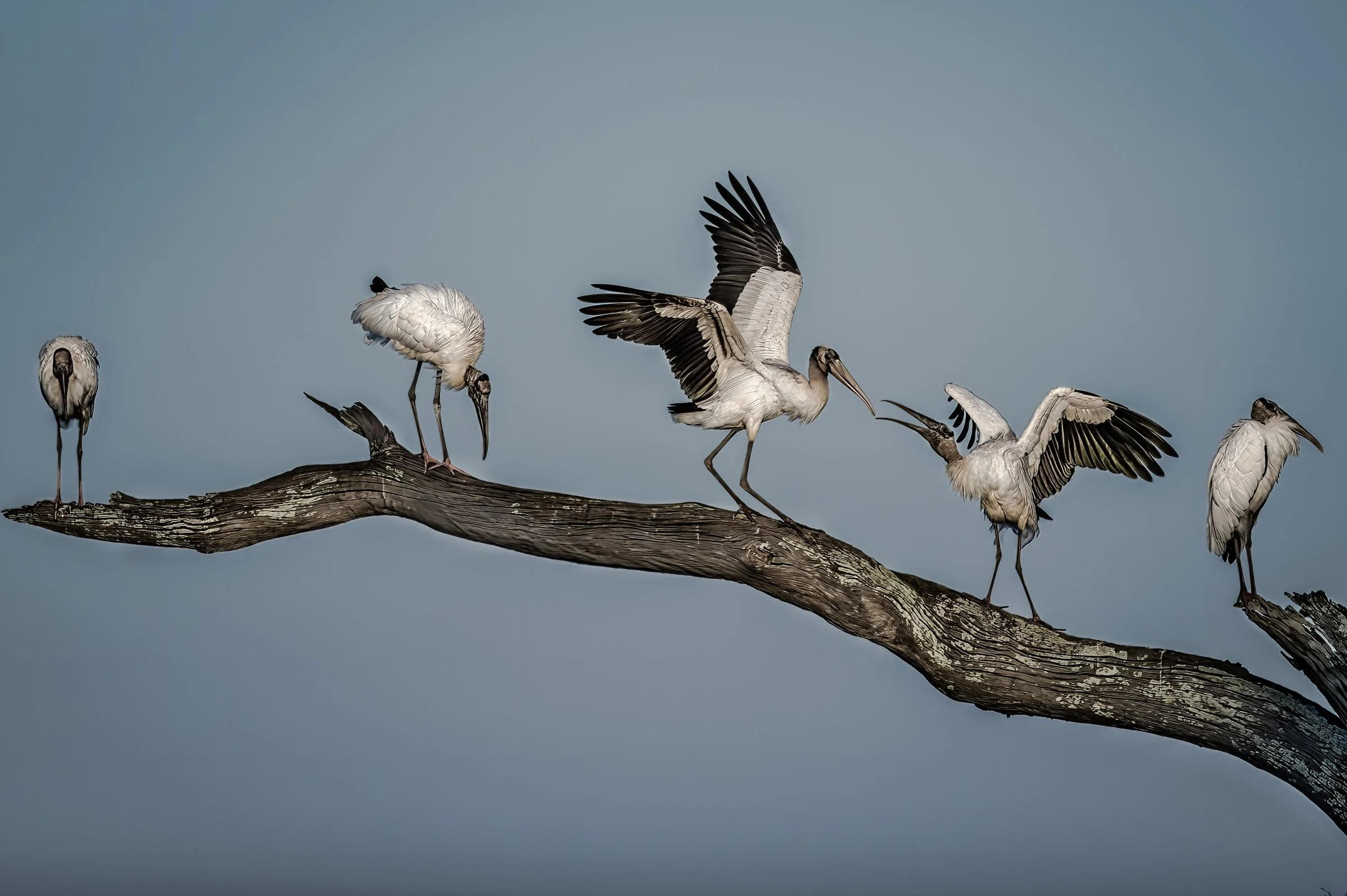 Wood Storks, October 2021