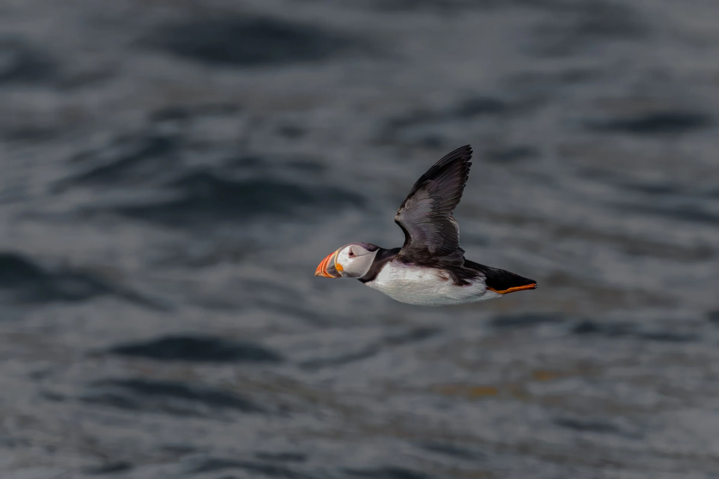 Lunga Protected Isle with Atlantic Puffin