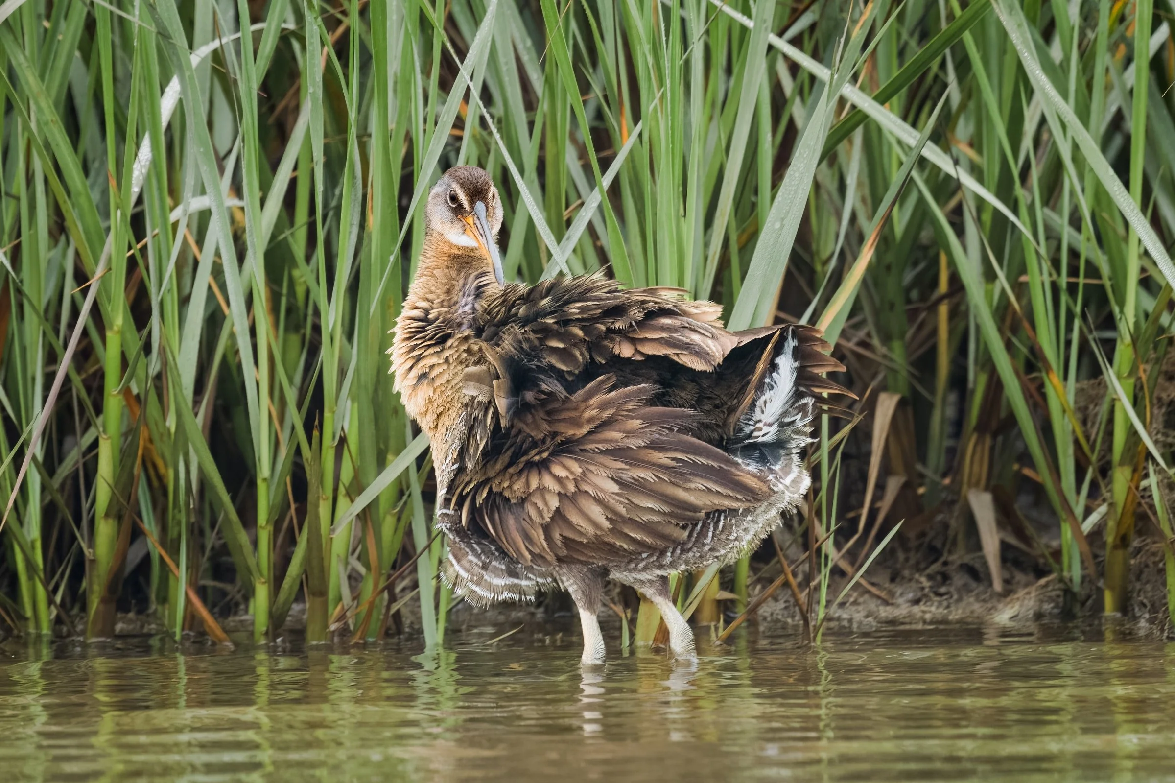 Clapper Rail - Galveston, Texas 2021
