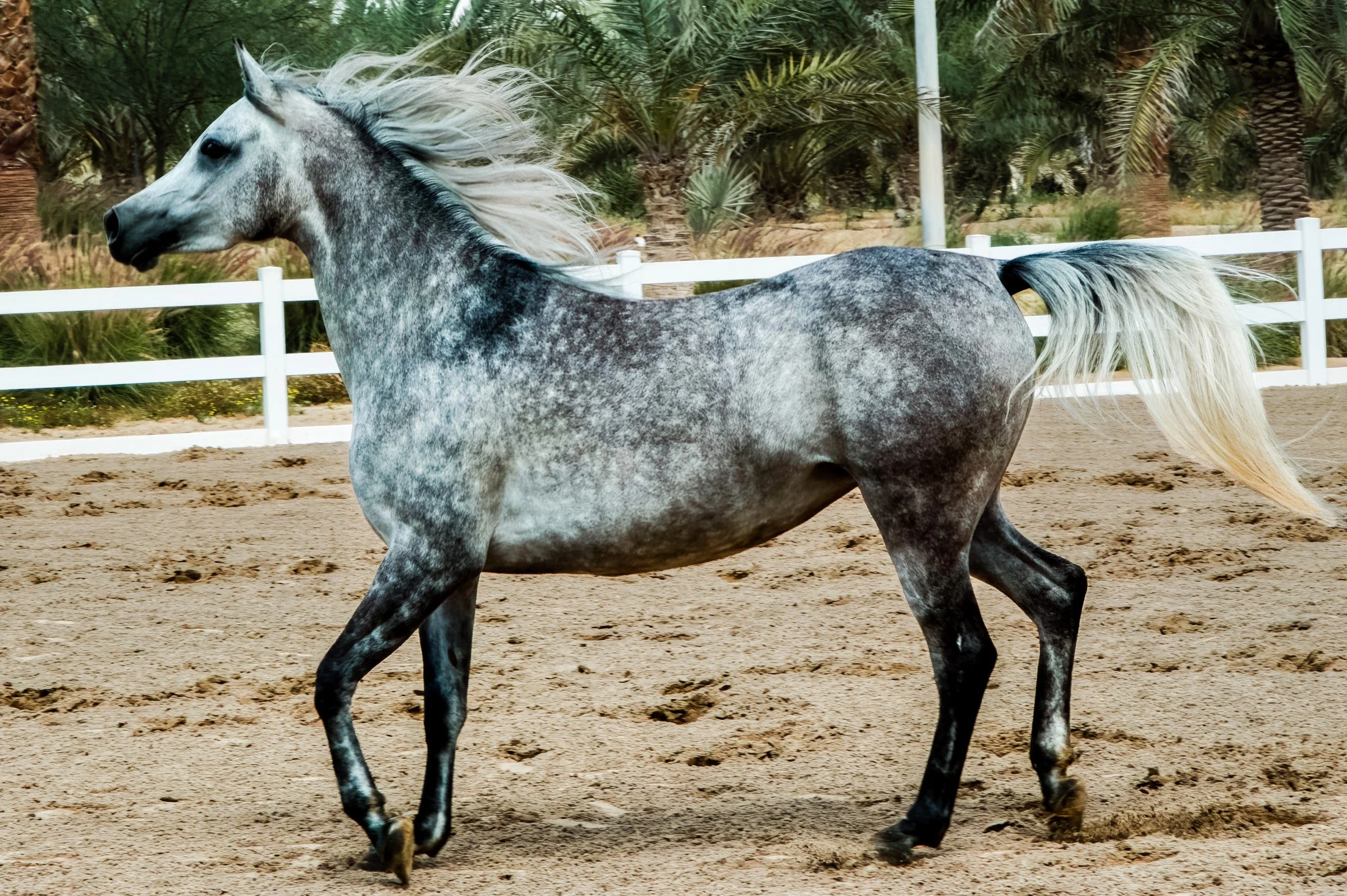 Ajmal Arabian Stud Farm 2014