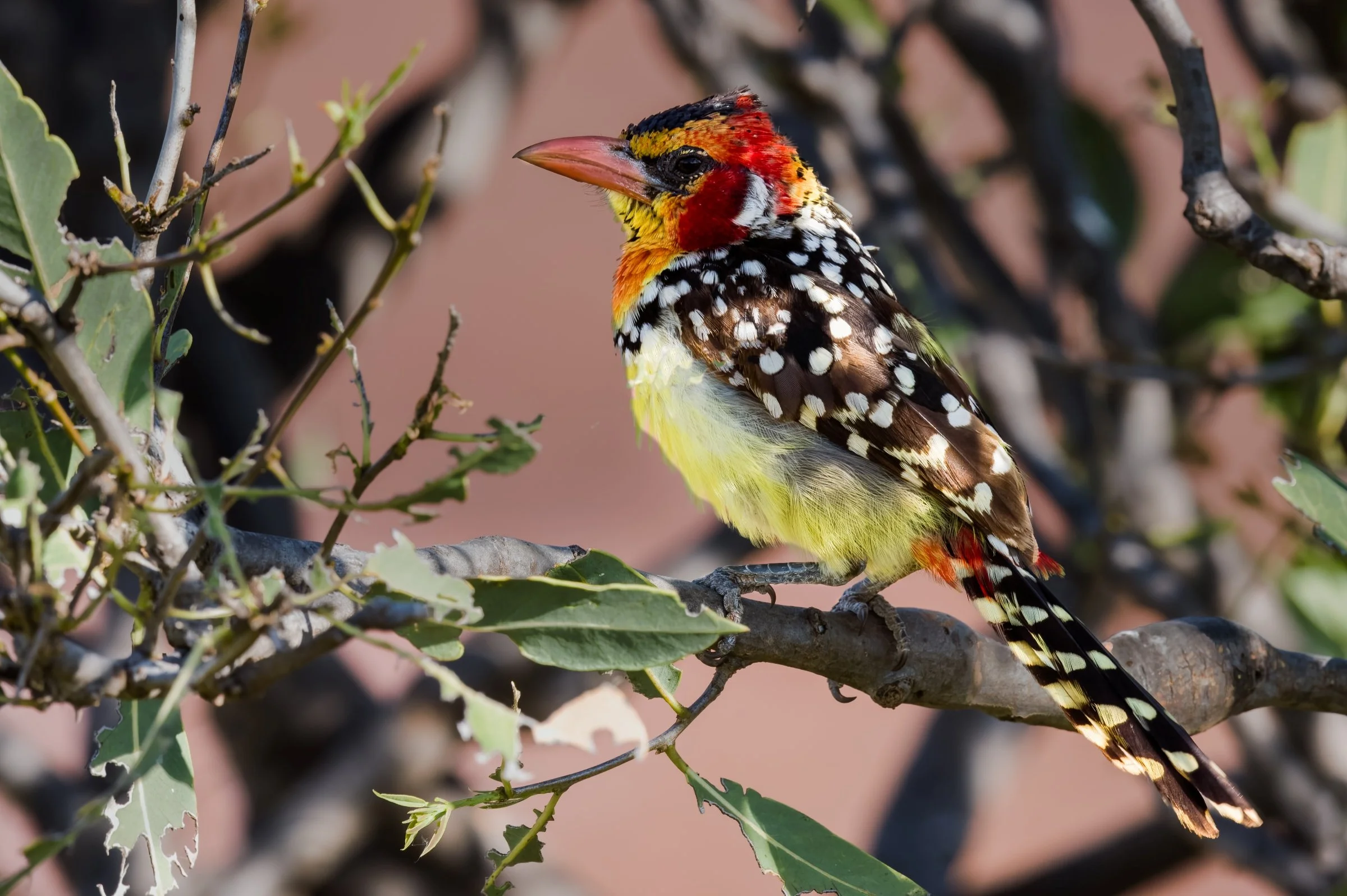 Red and Yellow Barbet