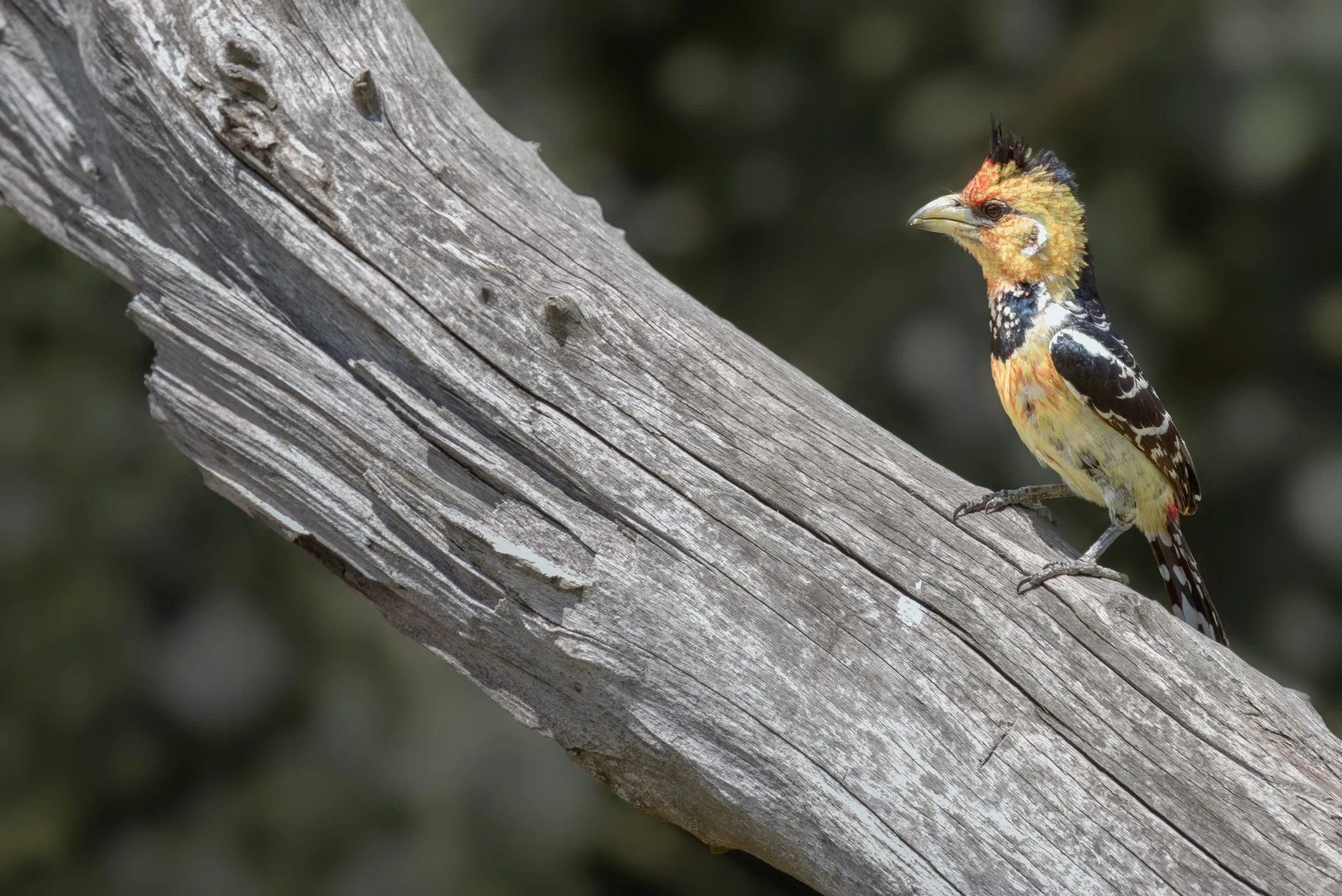 D'arnaud's Barbet