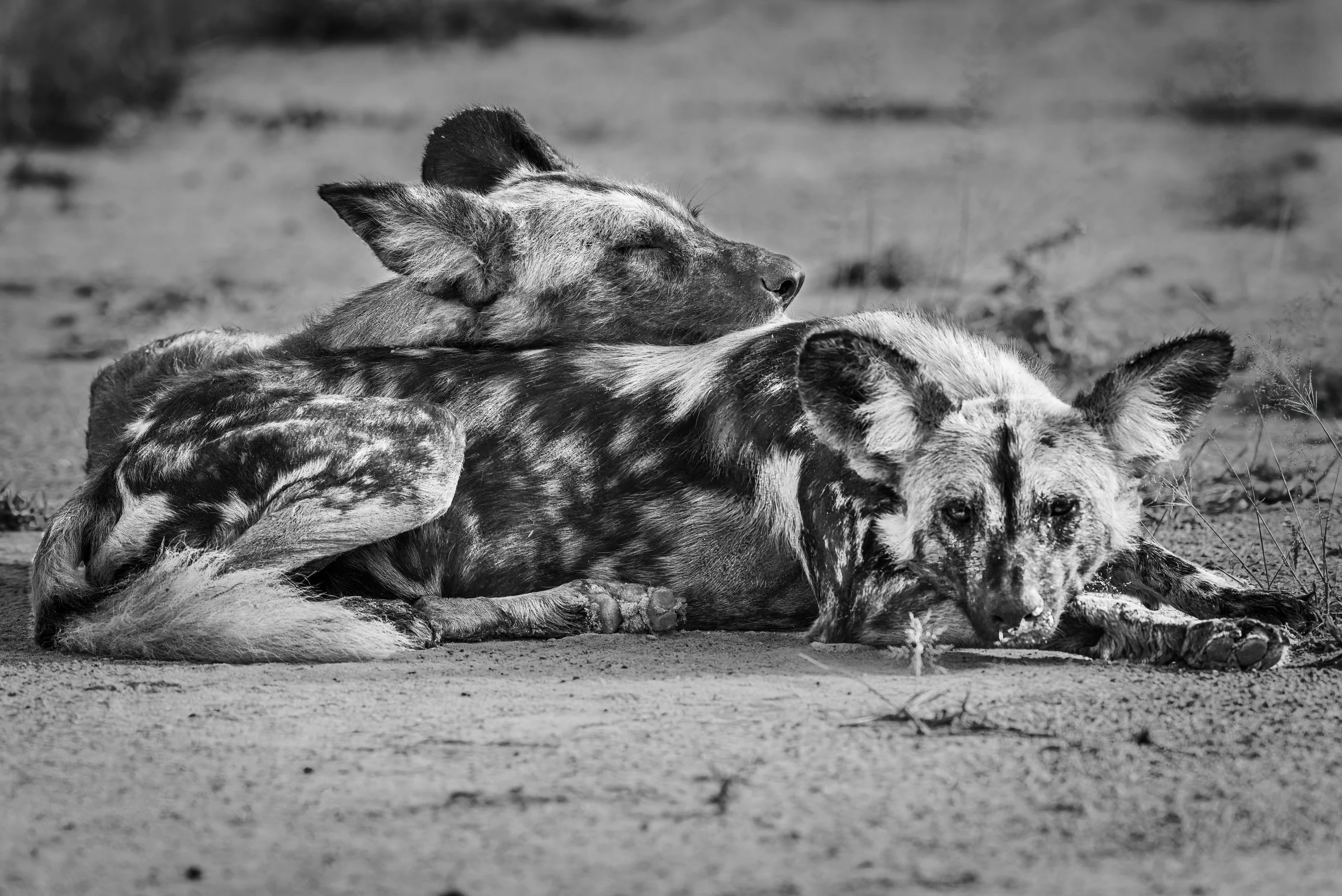 African Dogs