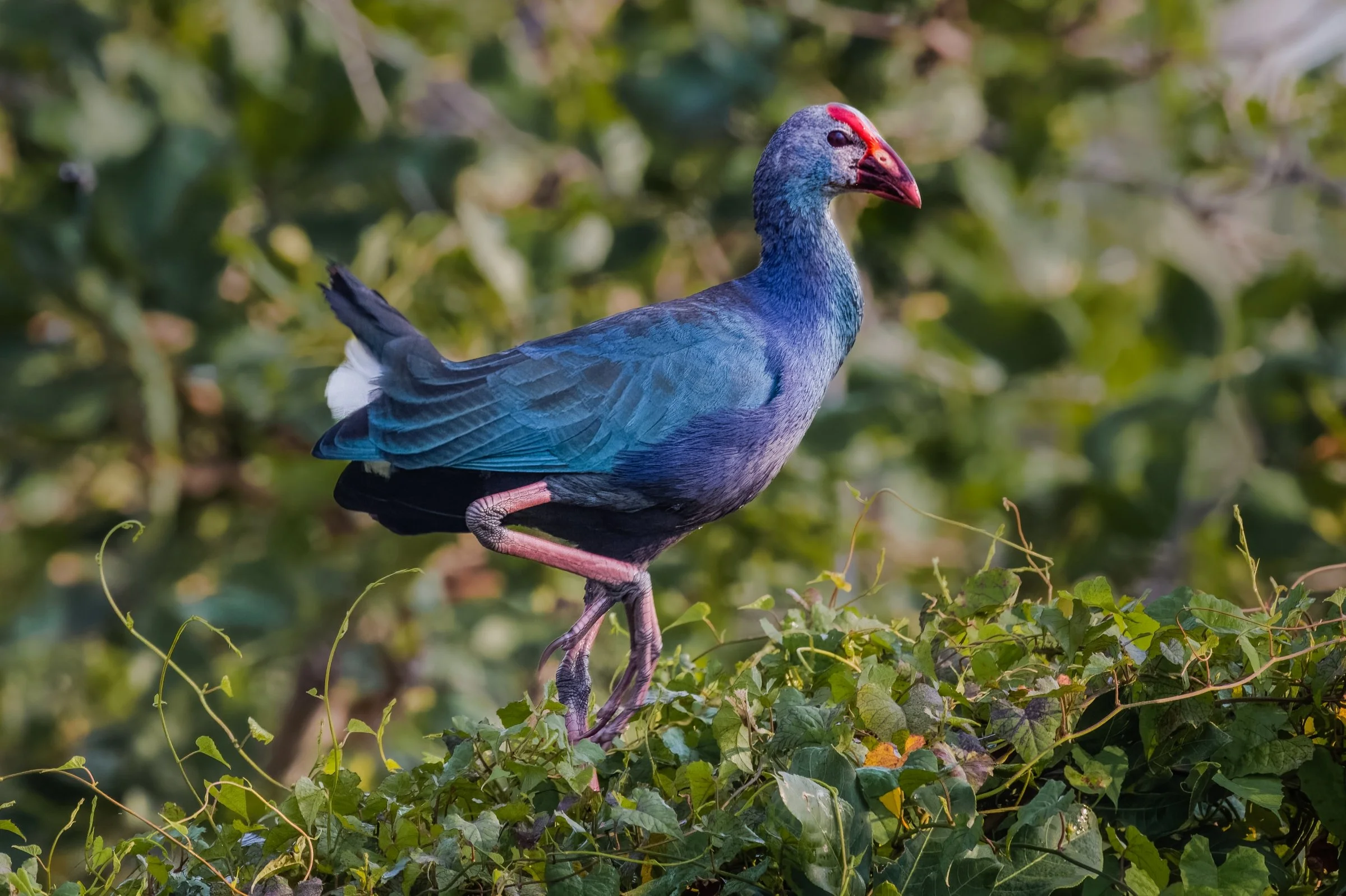 Gray-headed Swamphen