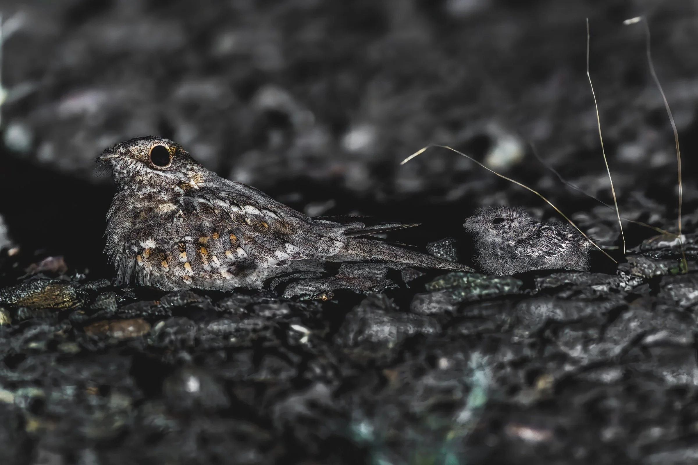 Nubian Nightjar
