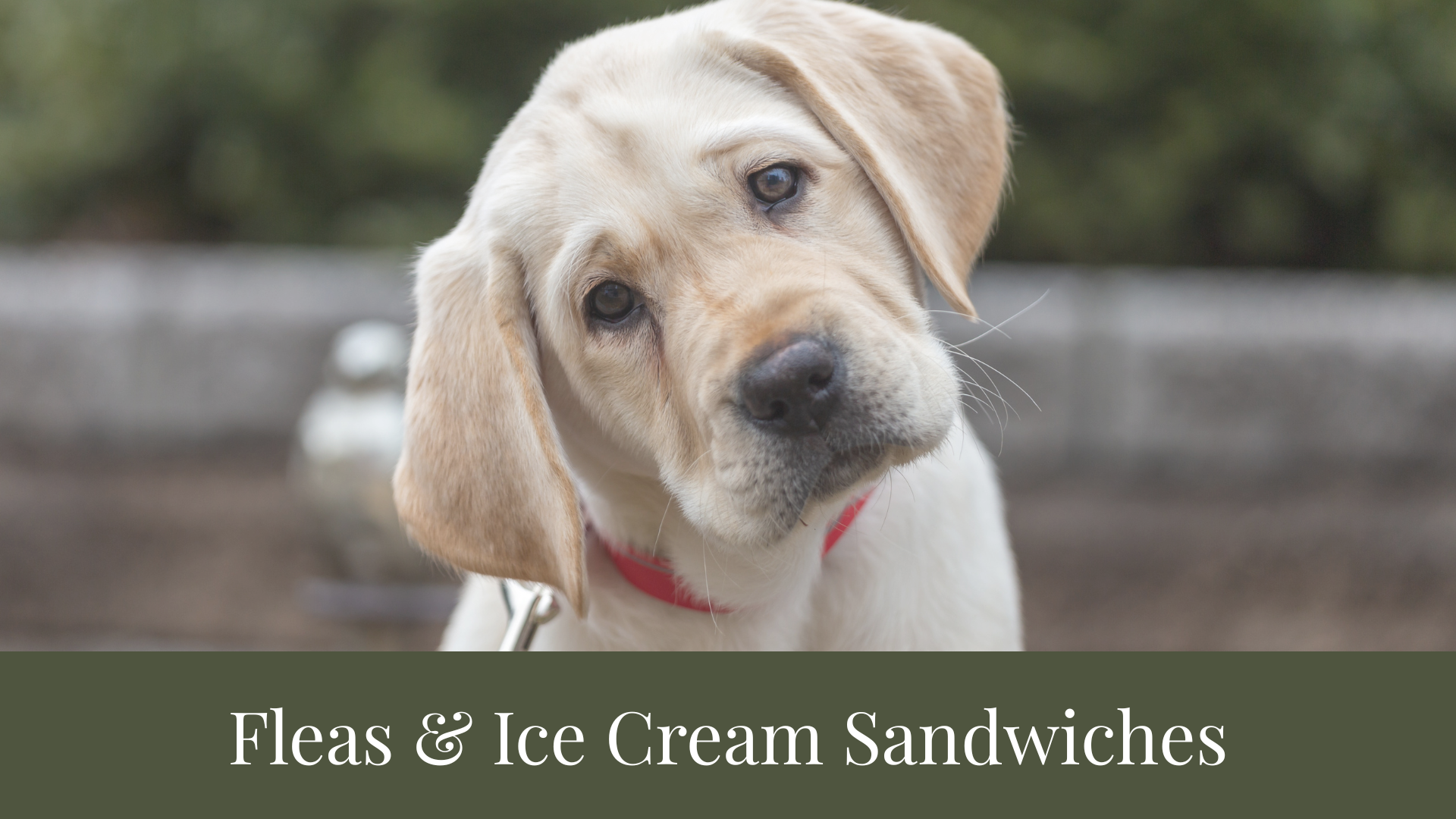 Fleas & Ice Cream Sandwiches Intro Slide.png