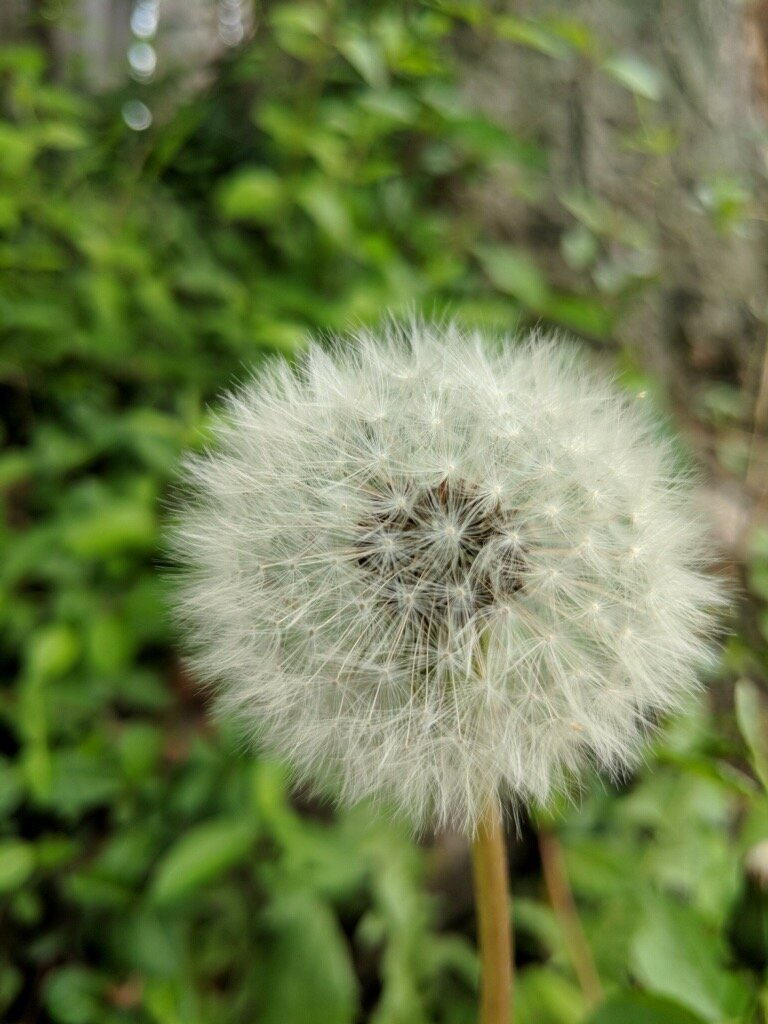 Friendly Dandelion · Photography (2019) · A completely underappreciated, hard-working little plant.