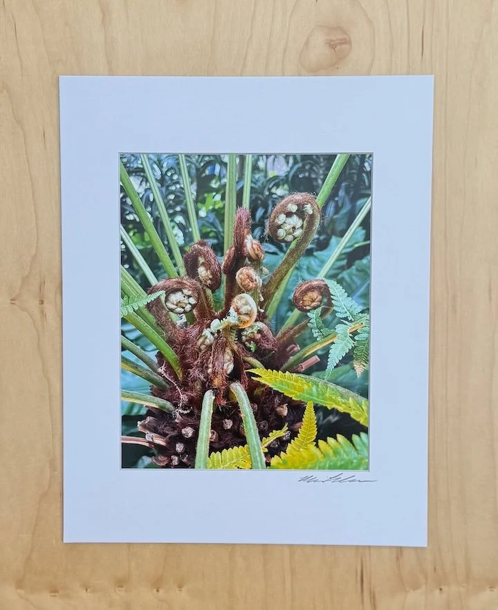 Unfurling - 11 x 14 Matted Photographic Art Print