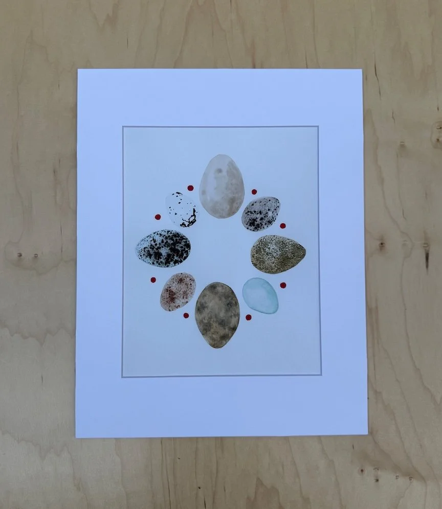 rint of watercolor painting of mixed eggs from Eastern North American birds by artist Monica Adams.