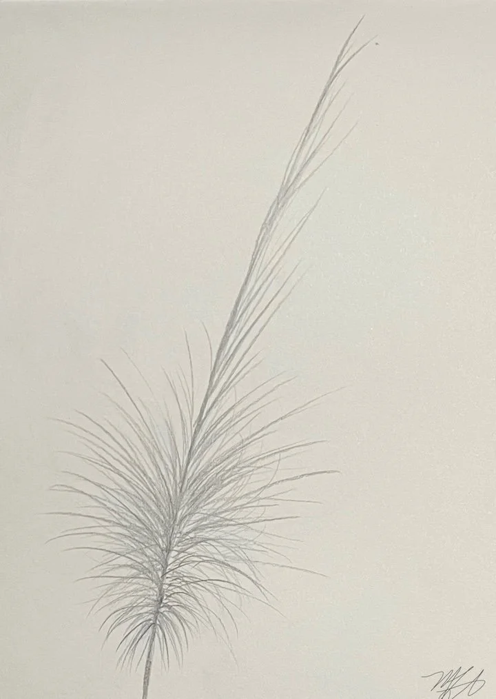 Egret Feather · Pencil Drawing (2024) · Based on feather found at Longwood Gardens