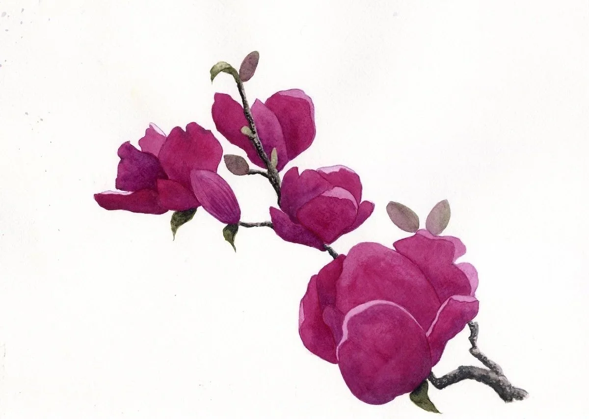 Genie Magnolia - Watercolor painting based on tree I planted in my garden