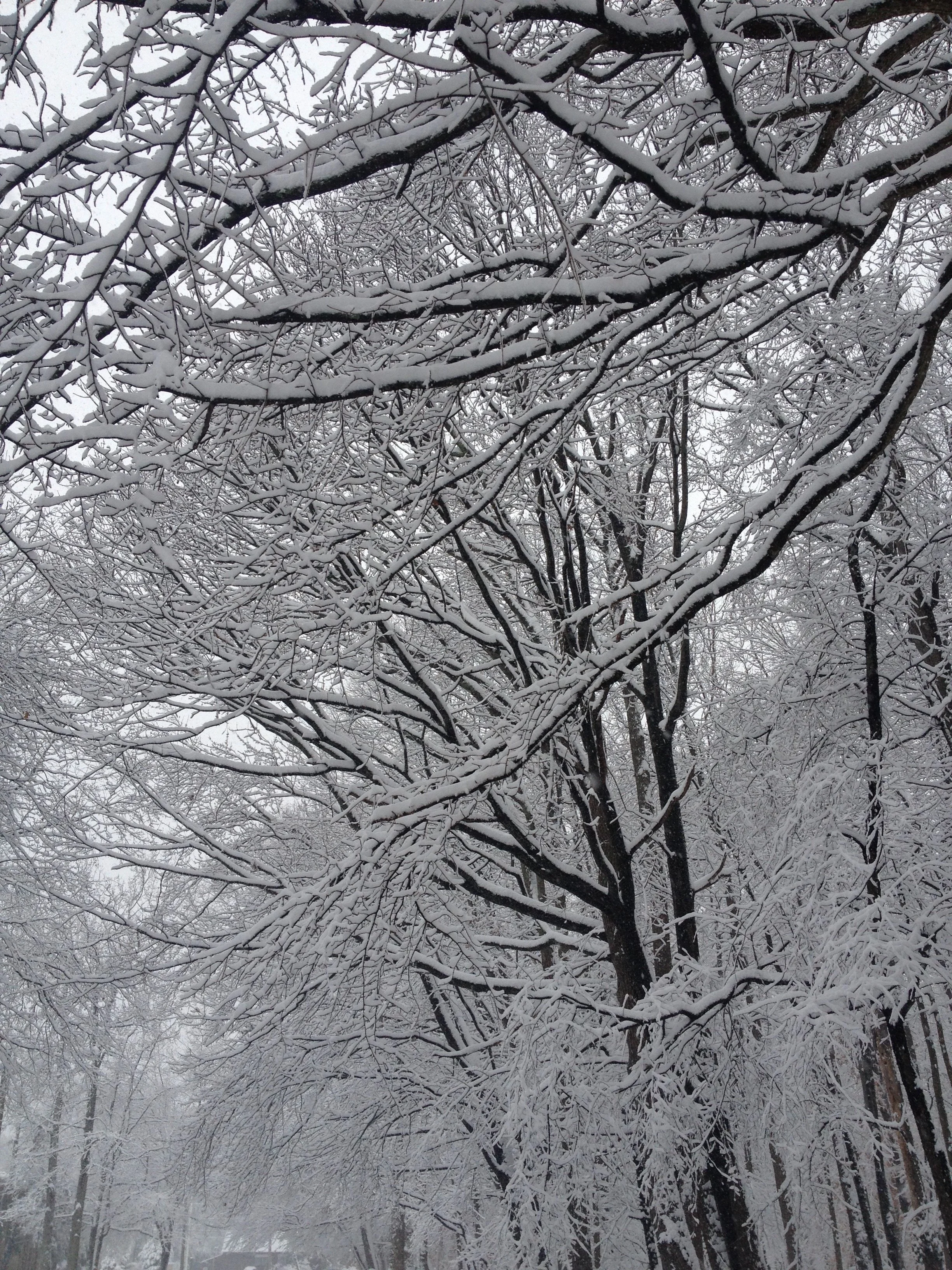Snow Trees