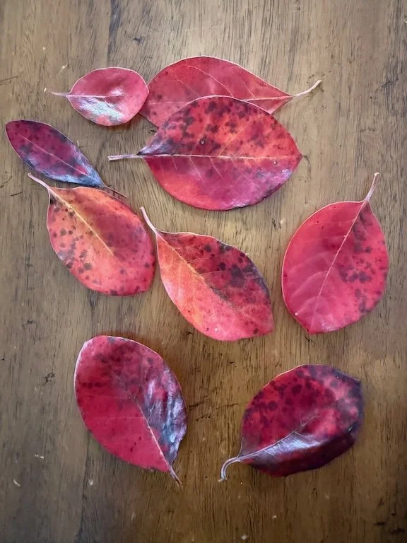 Black Tupelo Leaves