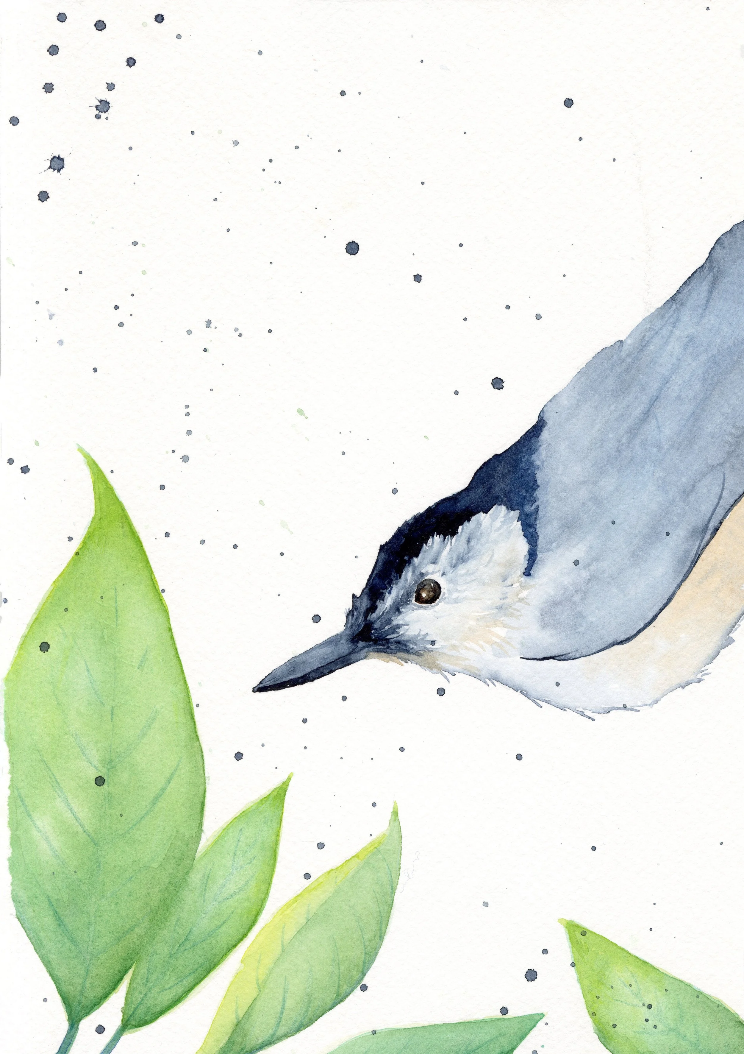 Return of the Nuthatches