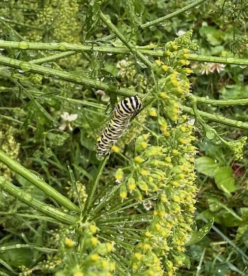 Hope for the Caterpillars