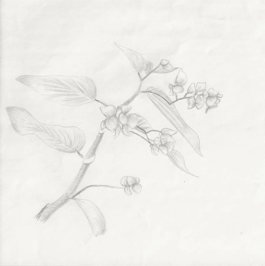 Unfinished Begonia
