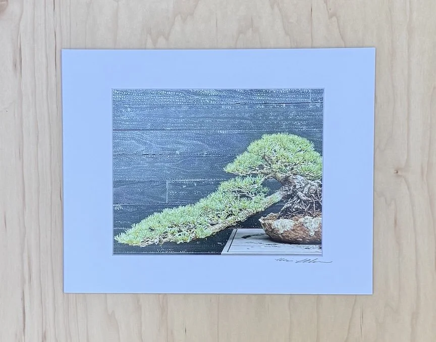 Bonsai at Longwood Gardens - Matted Archival Fine Art Photographic Print (11 x 14")