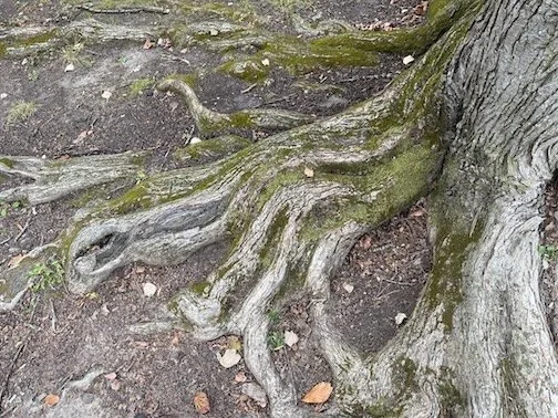 Tree Roots - Photograph (2025) - Roots of a large tree growing off of Moore, Street in Princeton, NJ