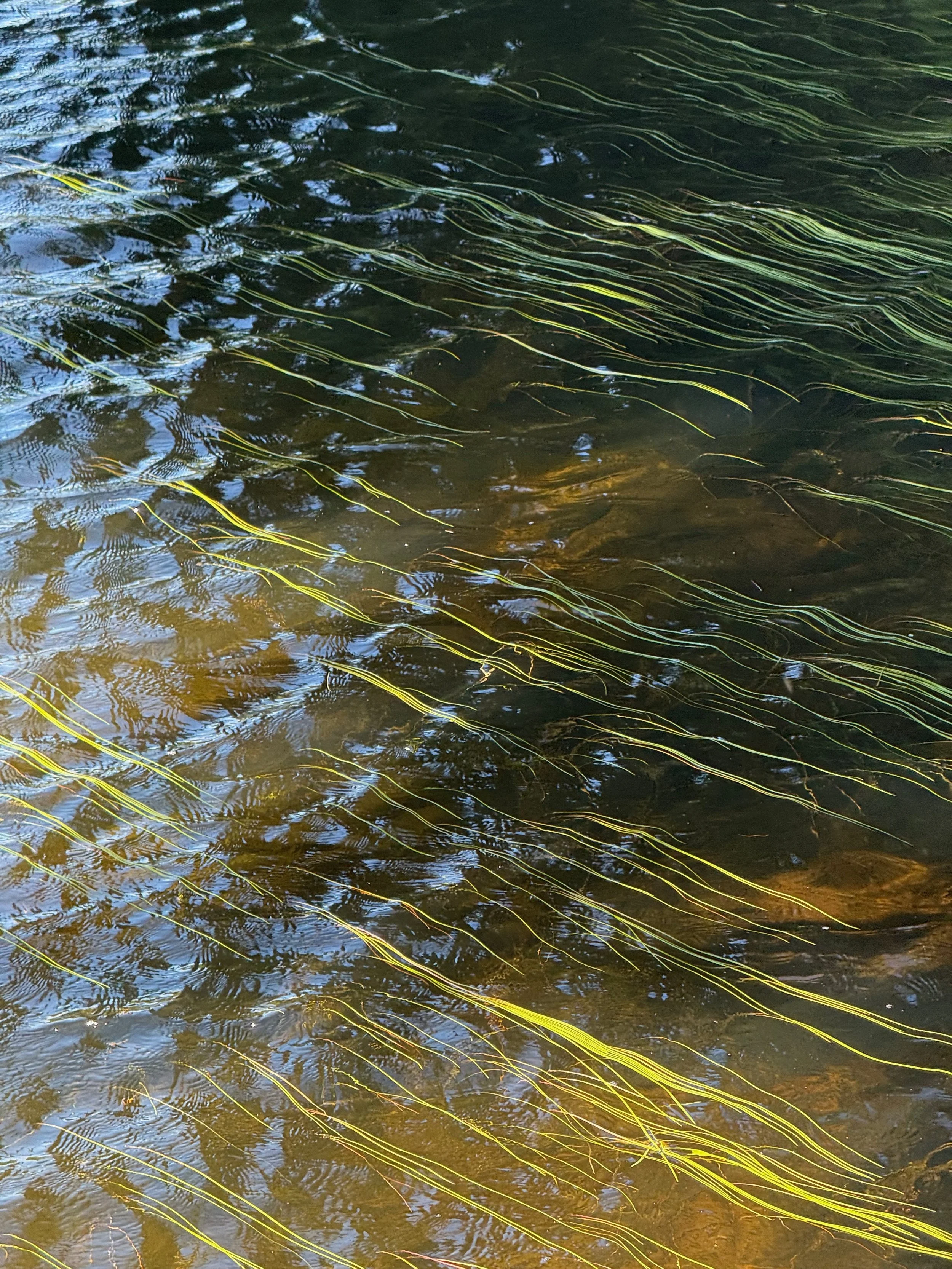 Underwater Grasses · Photography (2026) · Landgrove, VT
