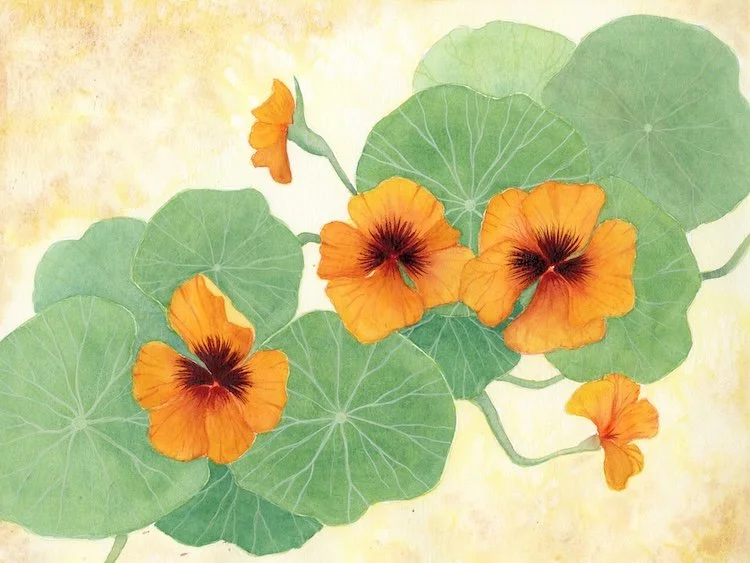 Nasturtium-Watercolor-Gouache-Painting-Monica-Adams-Art.jpeg