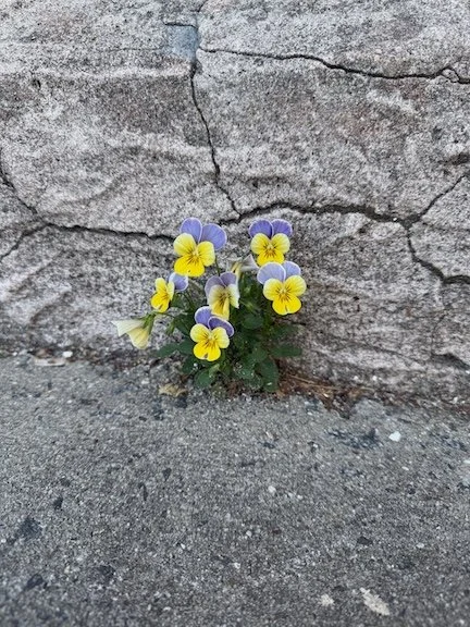 Resilient Viola - Photograph (2026) - Tiny Spring viola growing from a crack along Witherspoon Street in Princeton, NJ 