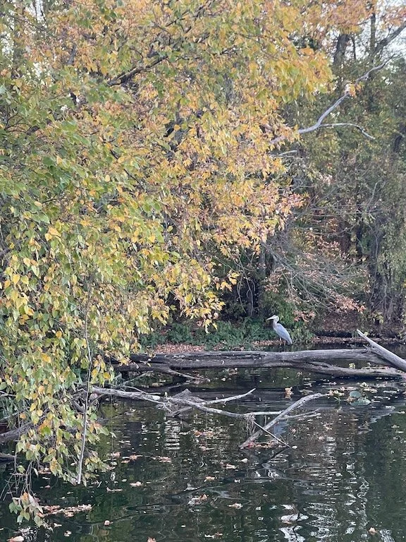 Heron on the D&R · Photography (2025) · Great blue heron along the canal path