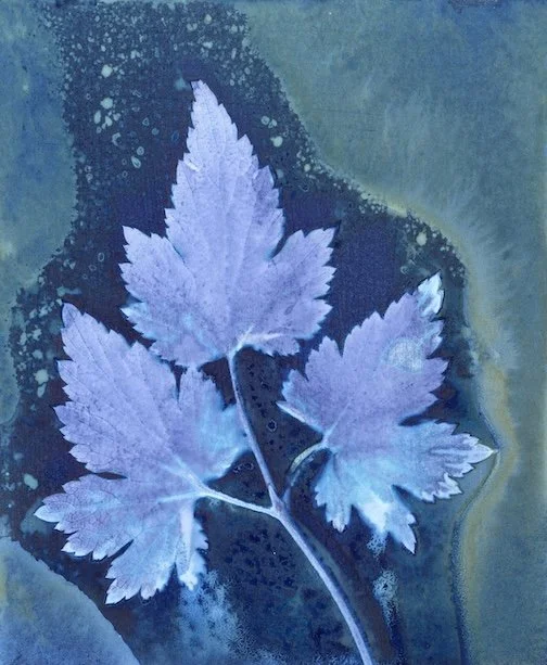 Japanese Anemone - Wet Cyanotype (2026) - Created using Leaves from my Garden