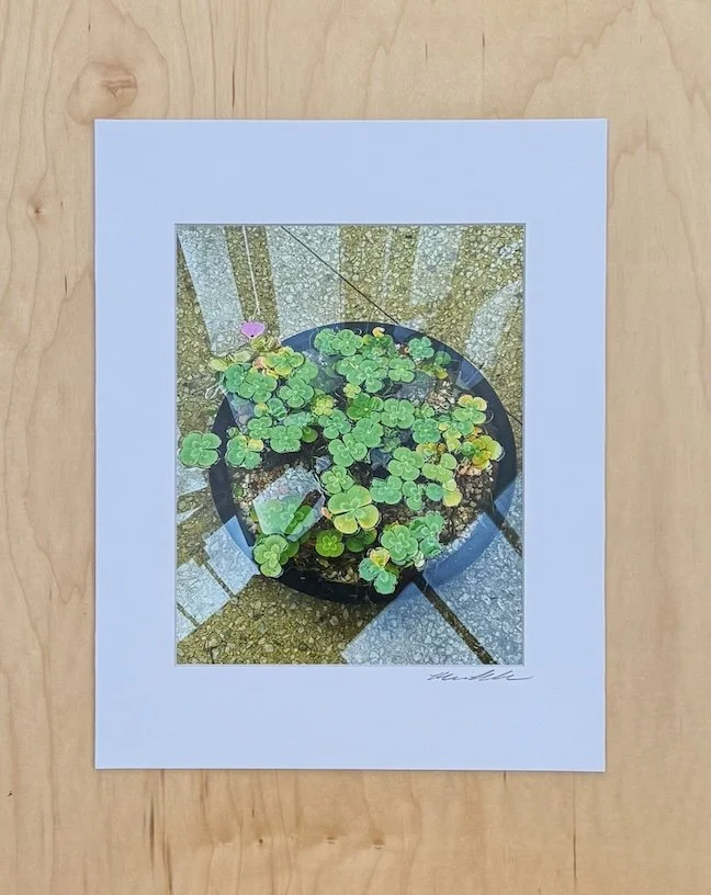 Water Clover and Reflections - 11 x 14 Photographic Art Print