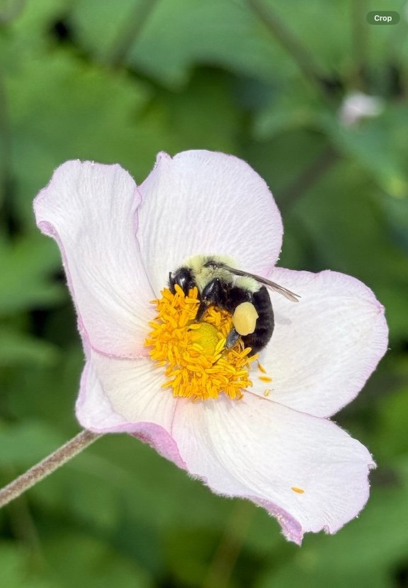 bumblebee-on-pink-japanese-anemone.jpeg