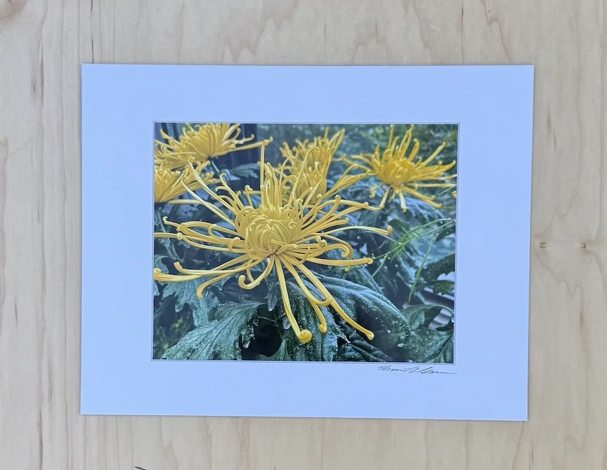 Spider Chrysanthemum at Longwood Gardens - Matted Archival Fine Art Photographic Print (11 x 14")