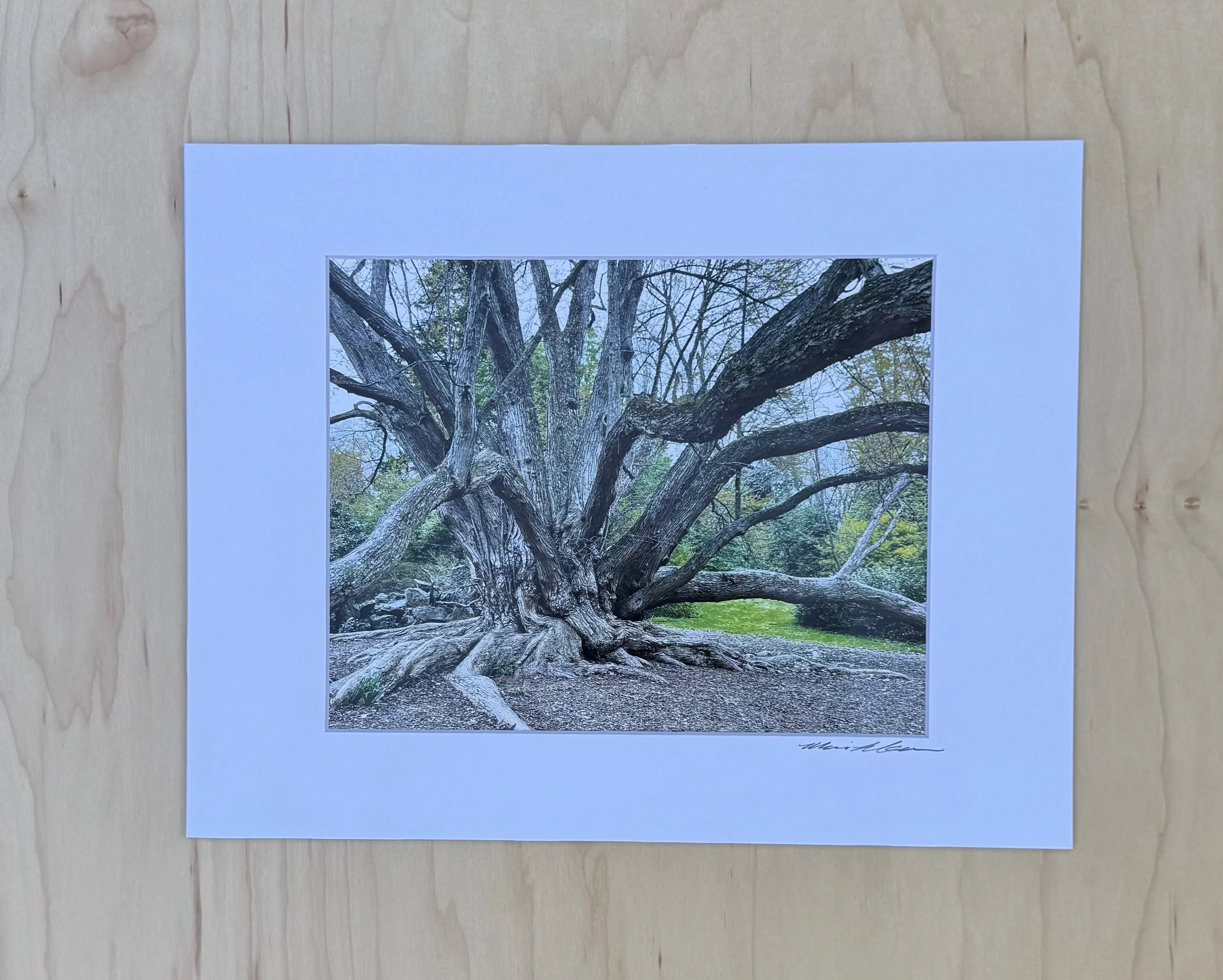 Tree at Morris Arboretum - Matted Archival Fine Art Photographic Print (11 x 14")