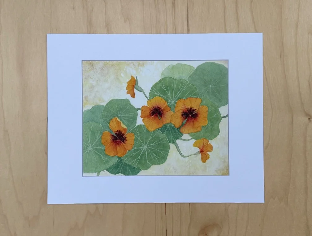 Nasturtiums from the Summer Garden” archival watercolor print by Monica Adams, depicting glowing orange nasturtium flowers with maroon centers and delicate green foliage. Printed from an original watercolor painting and matted to 11 × 14 inches for f