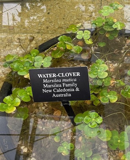 Water-Clover-Name-Plate-at-Longwood-Gardens-Monica-Adams-Art.jpeg