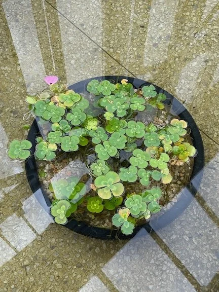 Underwater-Clover-at-Longwood-Gardens-Photography-Monica-Adams-Art.jpeg