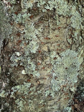 Living Surface · Photography (2026) · Princeton, NJ
