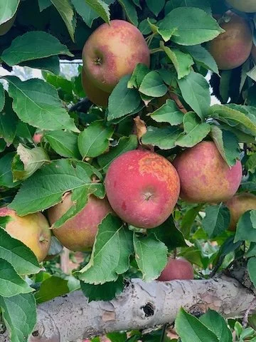 Winesap · Photography (2019) - A cluster of apples at Terhune Orchard (Lawrenceville, NJ)