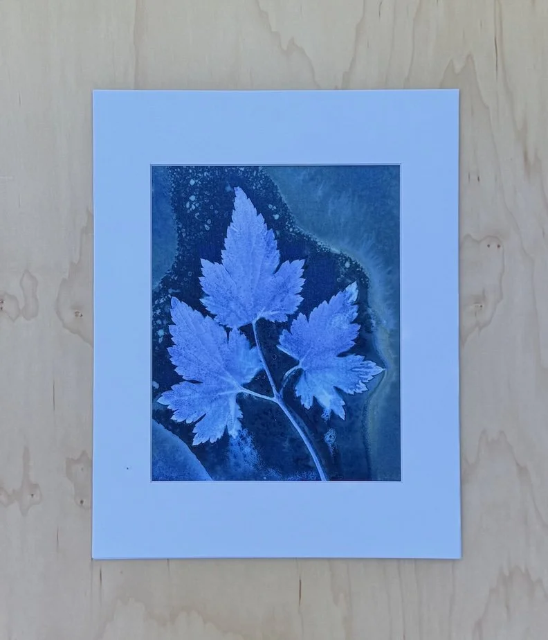 Japanese-Anemone-in-Wet-Cyanotype-Art-Print-Monica-Adams-Art.jpeg