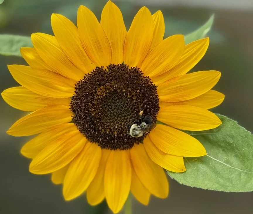 Bee on Sunflower · Photograph (2026) · Sunflower hosting a bee in my garden