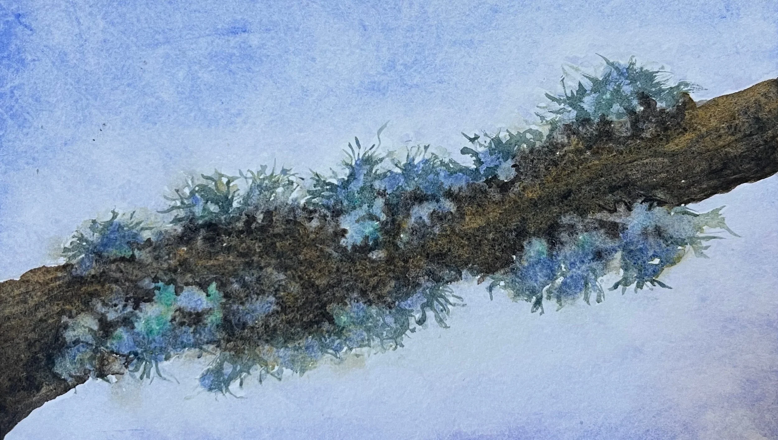 Lichen on a Branch · Watercolor Painting (2025) · Inspired by the branches that fall after storms