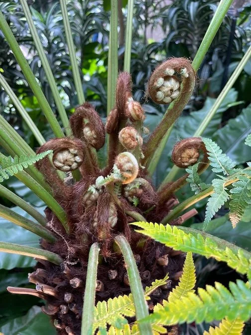Fiddleheads - Photograph (2025) - Unfurling at Longwood Gardens