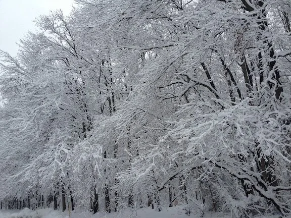 Photograph of snow-covered trees after a winter storm in central New Jersey, their branches transformed into intricate white patterns.