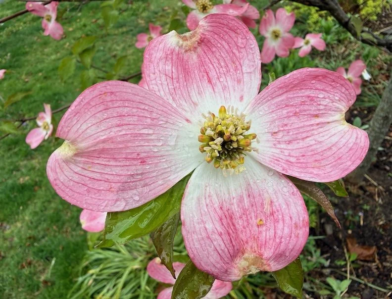 Cherokee Brave Dogwood · Photography (2026) - Photograph from my garden
