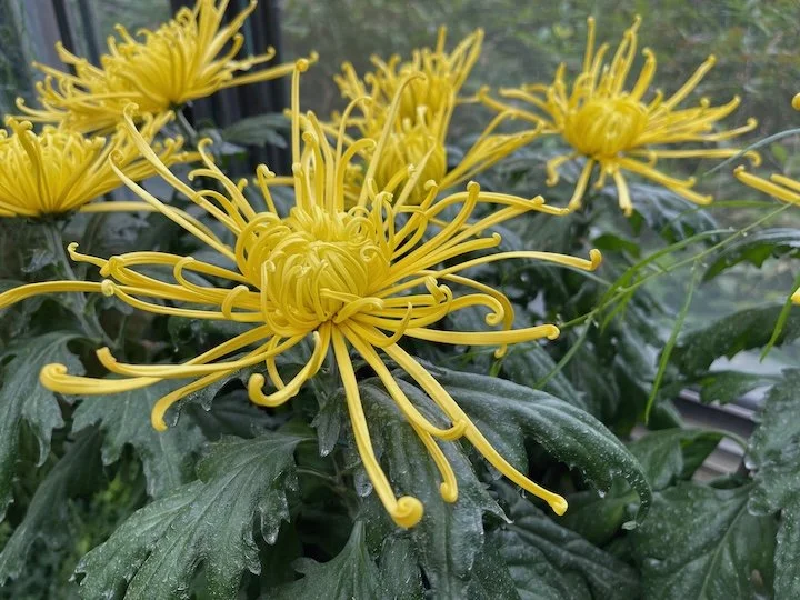 Yellow-Chrysanthemum-Photograph-Monica-Adams-Art.jpeg