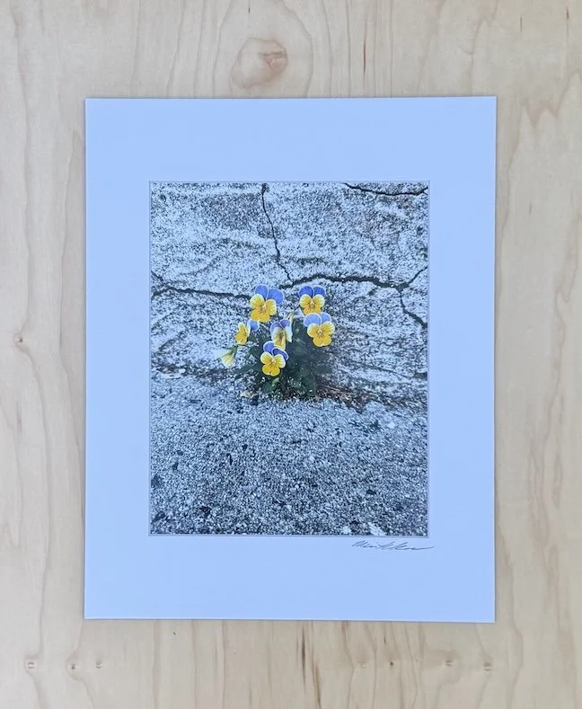 Viola-Growing-in-Crack-Photographic-Print-Monica-Adams-Art.jpeg