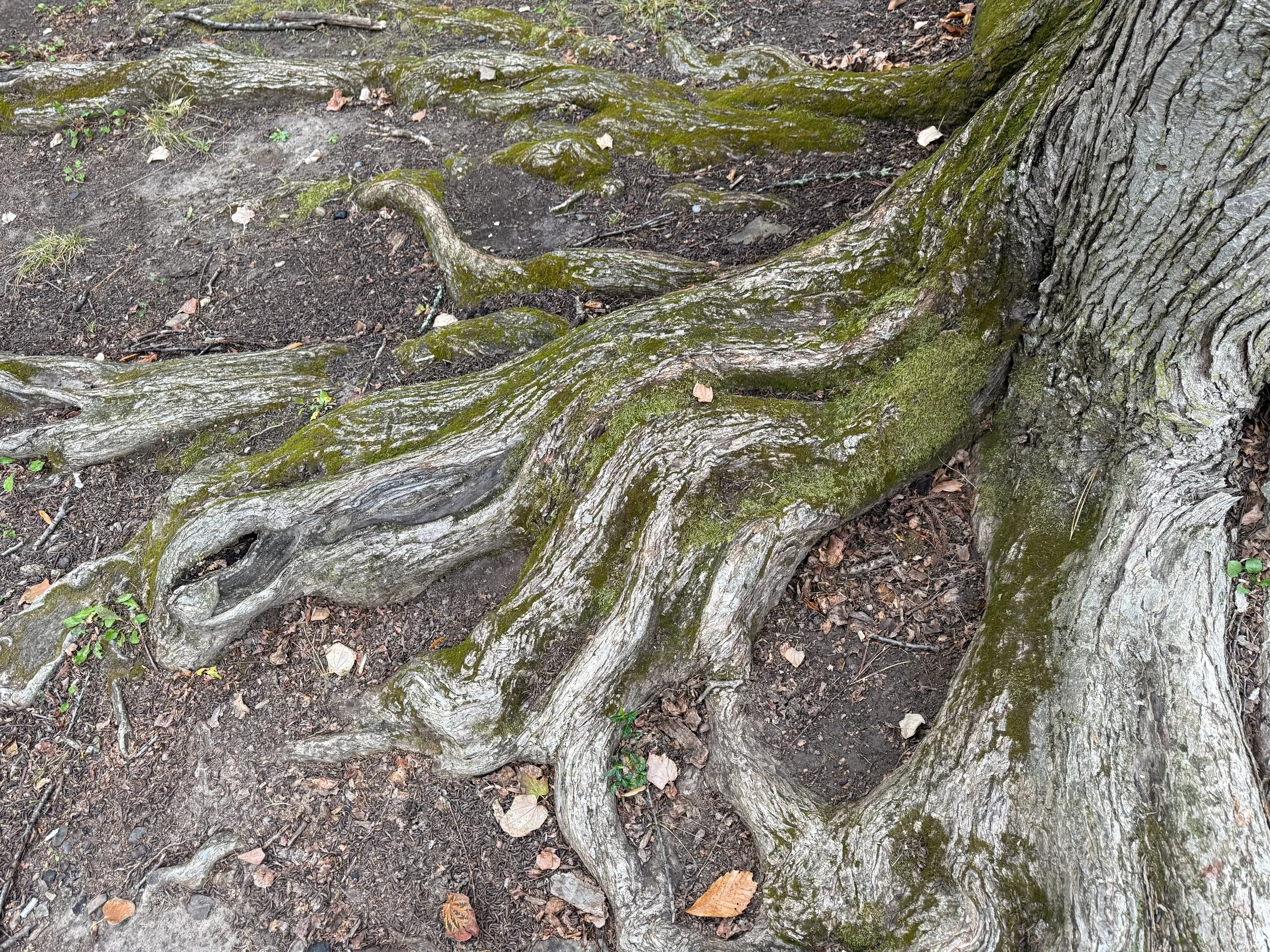 Tree Roots · Photography (2025) · Princeton, NJ
