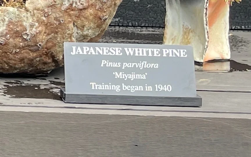 Bonsai-at-Longwood-Gardens-Name-Plate-Monica-Adams-Art.jpeg